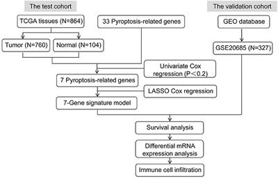 A Prognostic Signature Consisting of Pyroptosis-Related Genes and SCAF11 for Predicting Immune Response in Breast Cancer